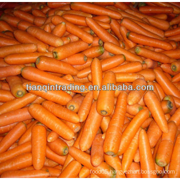 fresh red carrot exporter from China